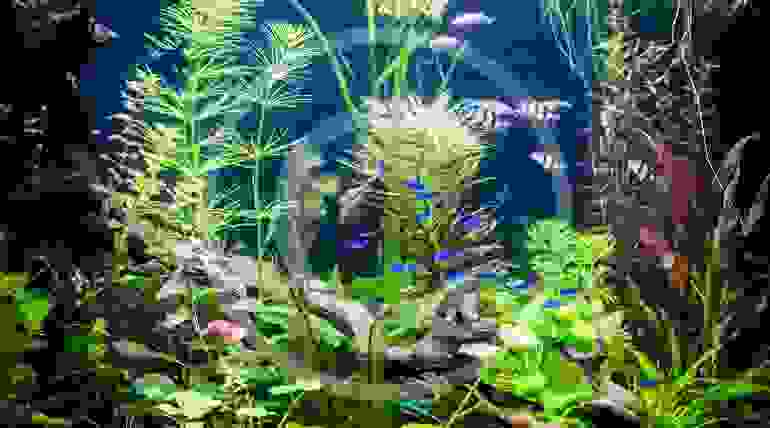 Aquarium Aquascape Design Ideas